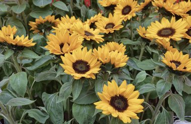 Ayçiçeği bitki çiçek mağaza satış için