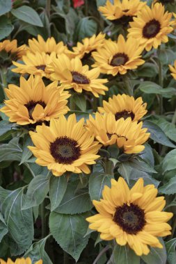 Ayçiçeği bitki çiçek mağaza satış için