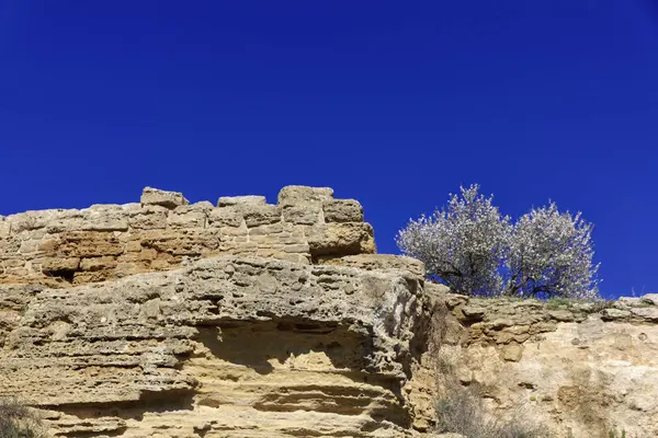 Itálie Sicílie Agrigento Řecké Chrámy Údolí Květnaté Mandloň — Stock fotografie
