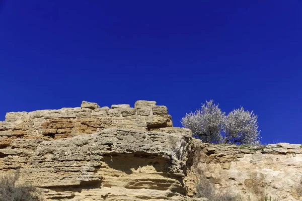 Talya Sicilya Agrigento Yunan Tapınakları Valley Çiçekli Badem Ağacı — Stok fotoğraf