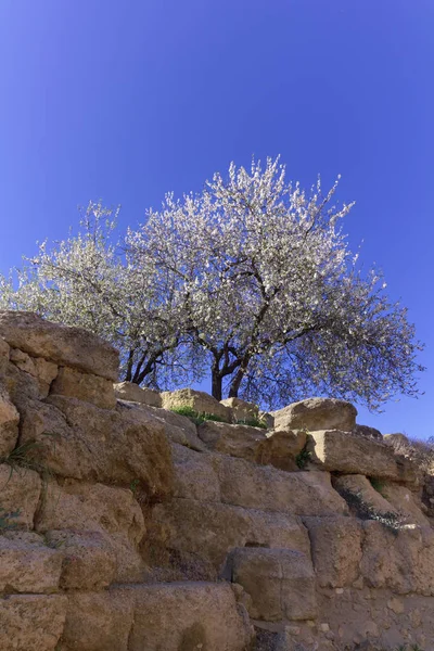 Italy Sicily Agrigento Greek Temples Valley Flowery Almond Tree — Stock Photo, Image