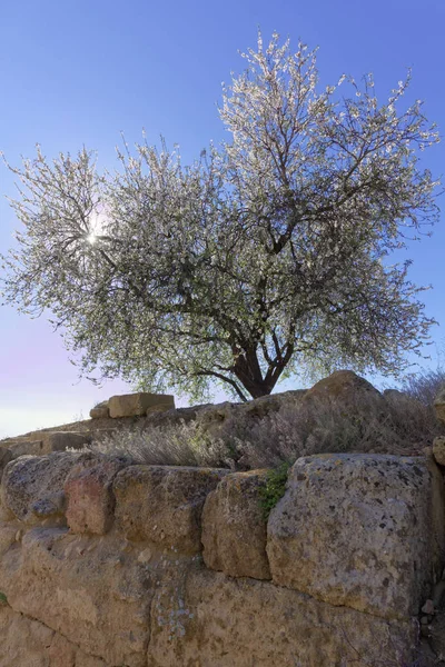 Italy Sicily Agrigento Greek Temples Valley Flowery Almond Tree — Stock Photo, Image