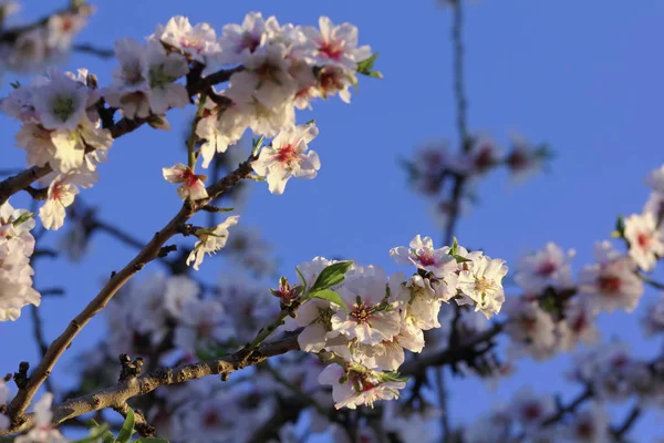 Ιταλία Σικελία Εξοχή Αμύγδαλο Δέντρο Λουλούδια Στην Άνοιξη — Φωτογραφία Αρχείου