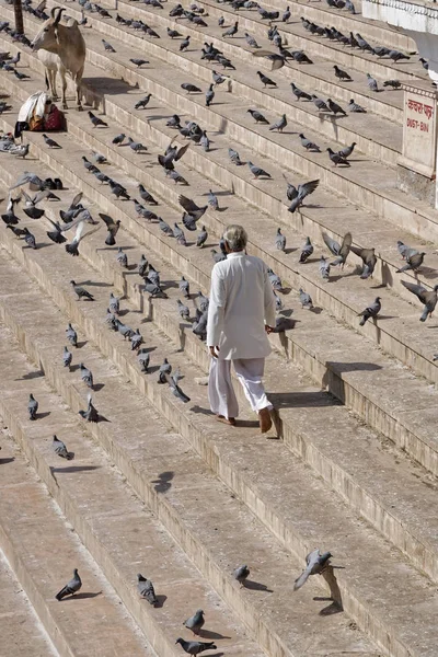 India Rajasthan Pushkar People Cows Pigeons Sacred Lake — Stock Photo, Image