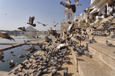Hindistan, Rajasthan, Pushkar; insanlar ve güvercinler kutsal göl kenarında 