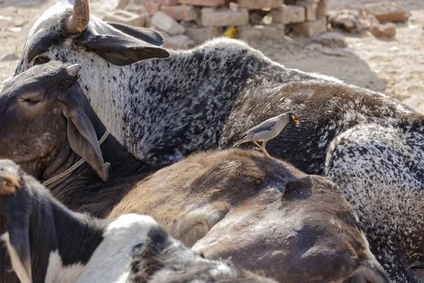 Indie Rajasthan Pushkar Posvátné Krávy — Stock fotografie