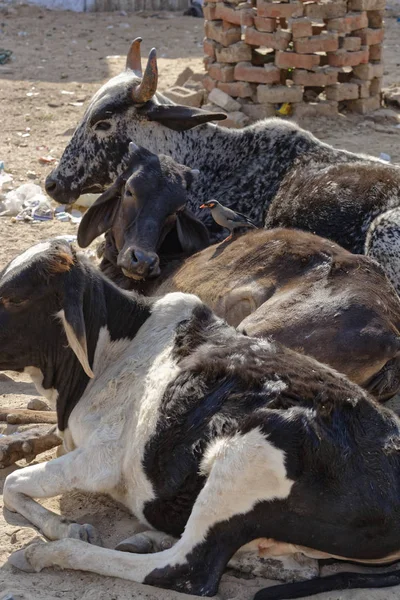 India Rajasthan Pushkar Sacred Cows — Stock Photo, Image