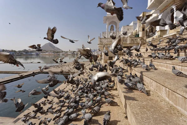 India Rajasthan Pushkar People Pigeons Sacred Lake — Stock Photo, Image