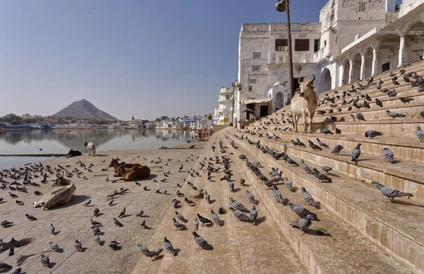 Indien Rajasthan Pushkar Menschen Kühe Und Tauben Heiligen See — Stockfoto