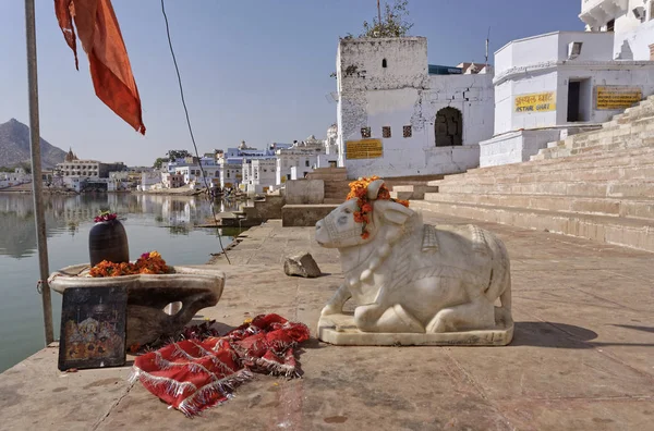 Indie Radżastan Pushkar Widok Miasto Stary Statua Religijne Święte Krowy — Zdjęcie stockowe