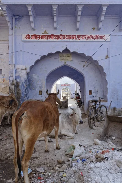 Indien Rajasthan Pushkar Heliga Kor Portarna Till Sjön Ghats — Stockfoto