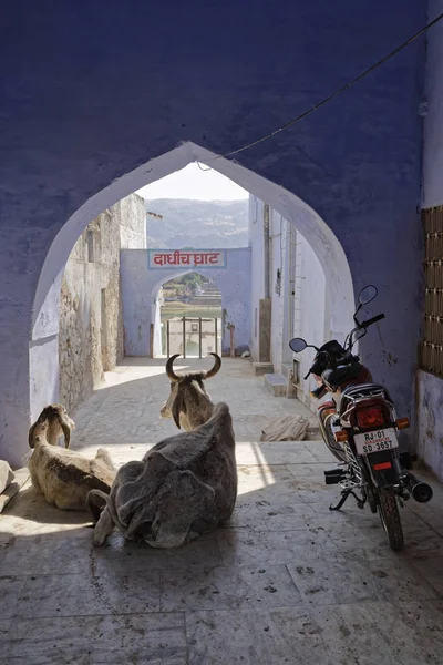 Inde Rajasthan Pouchkar Vaches Sacrées Dans Une Des Portes Lac — Photo