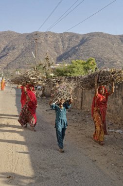 Hindistan, Rajasthan, Pushkar; 27 Jamuary 2007, ahşap şubelere başlarına - içerik taşıyan Hintli kadın