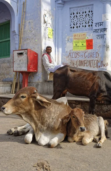 Inde Rajasthan Pushkar Janvier 2007 Personnes Vaches Sacrées Près Lac — Photo