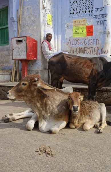 Inde Rajasthan Pushkar Janvier 2007 Personnes Vaches Sacrées Près Lac — Photo