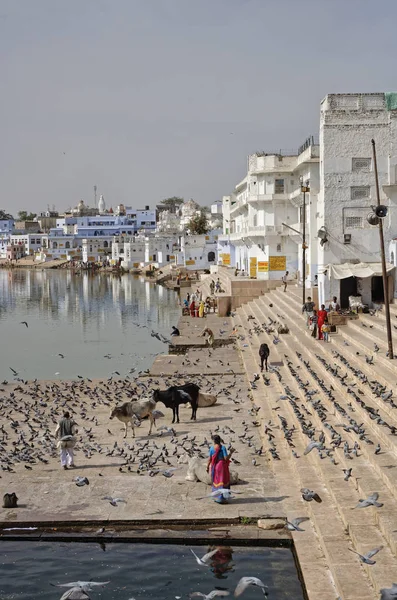 Índia Rajastão Pushkar Janeiro 2007 Pessoas Vacas Pombos Junto Lago — Fotografia de Stock