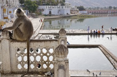 Hindistan, Hint bir maymun pushkar rajasthan bakar, hacılar kutsal göle banyo almak