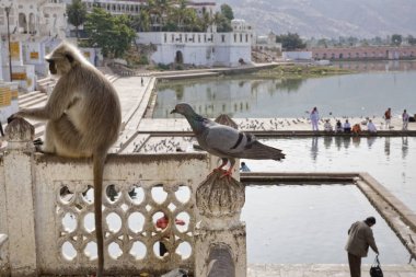 Hacılar almak banyo, bir güvercin ve Hintli bir maymun Pushkar Rajasthan Hindistan kutsal göle bak