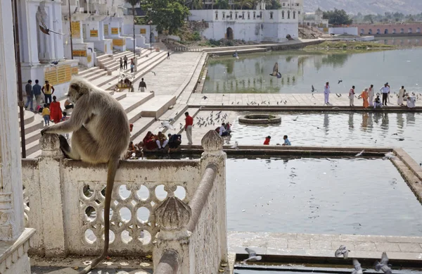 Indien Rajasthan Pushkar Ein Indischer Affe Betrachtet Die Pilger Beim — Stockfoto