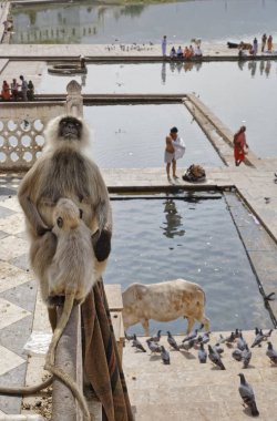 Hindistan, rajasthan, pushkar, Hint maymunlar banyo hacıları almak kutsal göle bak