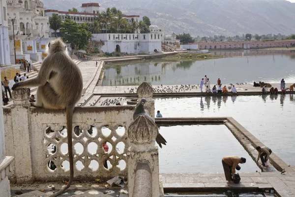 Indie Radżastan Pushkar Gołębia Indyjski Małpa Spojrzeć Pielgrzymów Wziąć Kąpiel — Zdjęcie stockowe