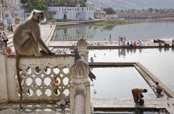 Pushkar 비둘기와 원숭이 순례자 신성한 호수에 — 스톡 사진