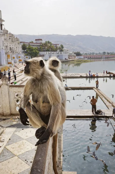 Hindistan Rajasthan Pushkar Hint Maymunlar Banyo Hacıları Almak Kutsal Göle — Stok fotoğraf