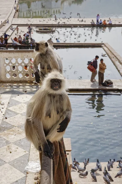 India Rajastán Pushkar Monos Indios Miran Los Peregrinos Tomar Baño — Foto de Stock