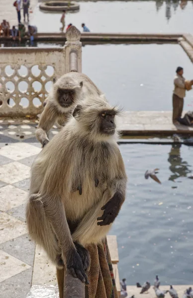 Indien Rajasthan Pushkar Indiska Apor Titta Pilgrimer Ett Bad Den — Stockfoto