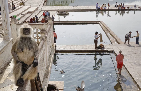 Индия Раджастан Пушкар Индийская Обезьяна Смотрит Паломников Принимающих Ванну Священном — стоковое фото