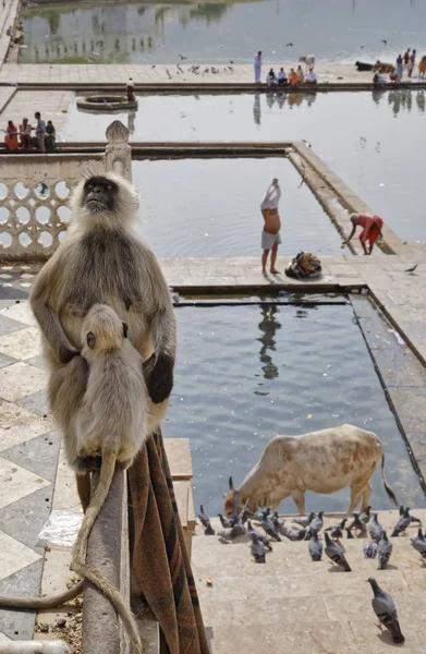 Inde Rajasthan Pushkar Singes Indiens Regardent Les Pèlerins Prendre Bain — Photo