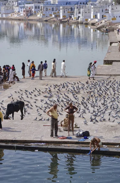 Indie Radżastan Pushkar Stycznia 2007 Osoby Krowy Gołębie Przez Święte — Zdjęcie stockowe