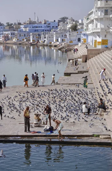 Hindistan Rajasthan Pushkar Ocak 2007 Insanlar Inek Güvercinler Kutsal Göl — Stok fotoğraf