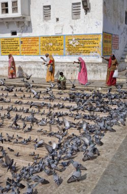 Hindistan, Rajasthan, Pushkar; 28 Ocak 2007, Hint insanlar kutsal göl - editoryal güvercin besleme