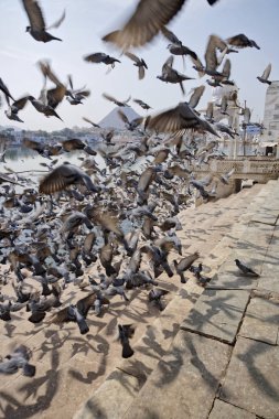 Hindistan, Rajasthan, Pushkar; güvercinler Kutsal Göl kenarında 