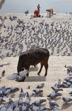 Hindistan, Rajasthan, Pushkar; 28 Ocak 2007, insanlar, inek ve güvercinler kutsal göl - Editörden