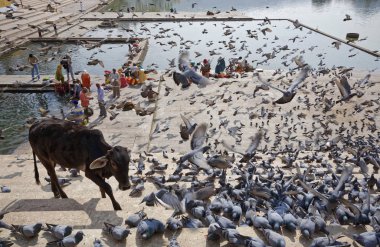 Hindistan, Rajasthan, Pushkar; 28 Ocak 2007, insanlar, inek ve güvercinler kutsal göl - Editörden