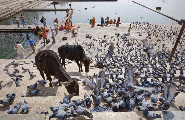 Indie Radżastan Pushkar Stycznia 2007 Osoby Krowy Gołębie Przez Święte — Zdjęcie stockowe