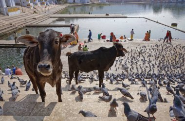 Hindistan, Rajasthan, Pushkar; 28 Ocak 2007, insanlar, inek ve güvercinler kutsal göl - Editörden