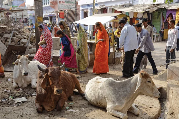 Indie Radżastan Pushkar Stycznia 2007 Ludzi Święte Krowy Przy Centralnym — Zdjęcie stockowe