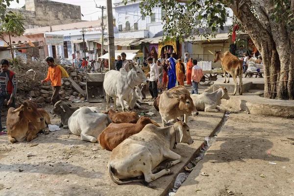 Indie Radżastan Pushkar Stycznia 2007 Ludzi Święte Krowy Przy Centralnym — Zdjęcie stockowe