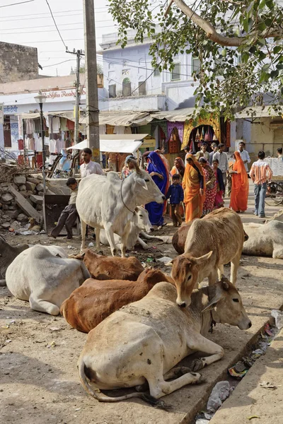 India Rajasthan Pushkar January 2007 People Sacred Cows Central Square — Stock Photo, Image
