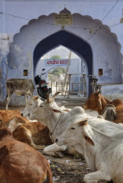 Indie Radżastan Pushkar Stycznia 2007 Święte Krowy Przy Centralnym Placu — Zdjęcie stockowe