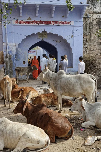 India Rajasthan Pushkar Gennaio 2007 Persone Vacche Sacre Una Piazza — Foto Stock