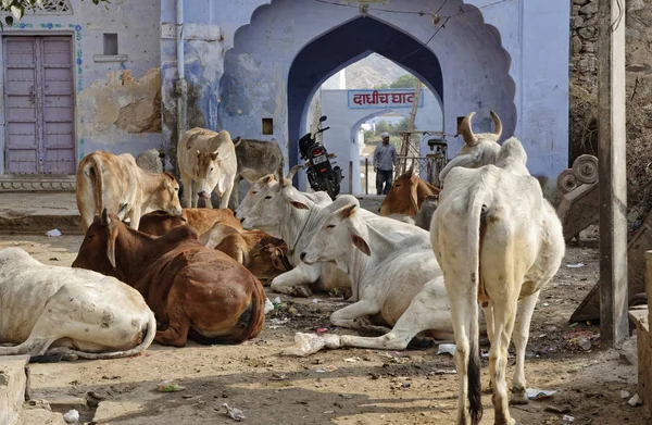 India Rajasthan Pushkar Gennaio 2007 Vacche Sacre Una Piazza Centrale — Foto Stock