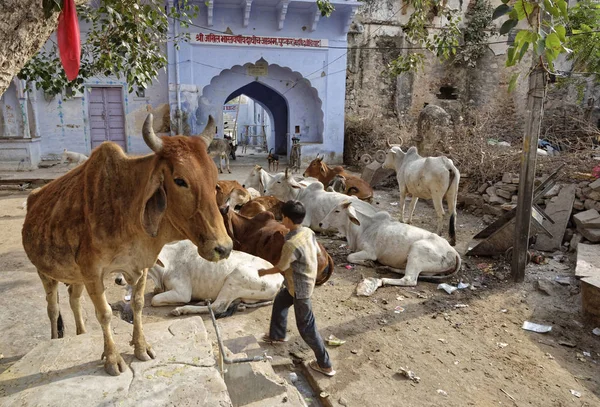 India Rajastán Pushkar Enero 2007 Gente Vacas Sagradas Una Plaza —  Fotos de Stock