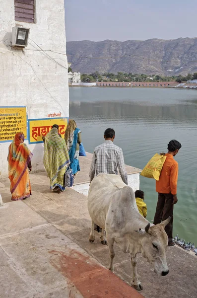 India Rajastán Pushkar Enero 2007 Peregrinos Una Vaca Junto Lago —  Fotos de Stock
