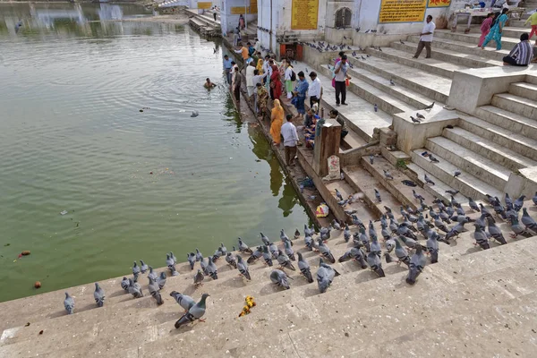 Indie Radżastan Pushkar Stycznia 2007 Pielgrzymów Gołębie Przez Święte Jezioro — Zdjęcie stockowe