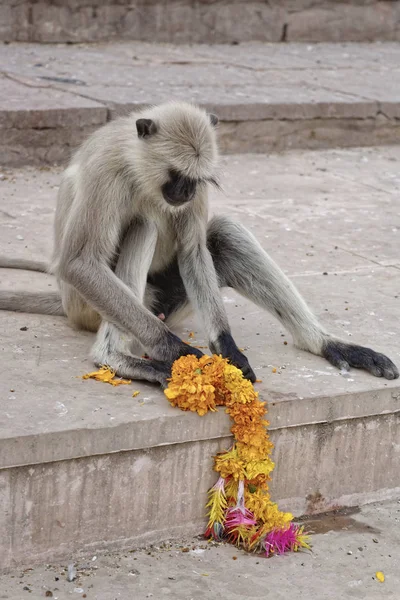 India Rajasthan Pushkar Indian Monkey Playing Flowers Crown Sacred Lake — Stock Photo, Image