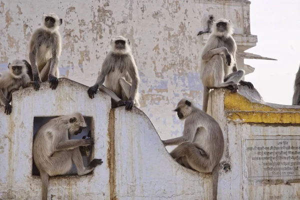 India Rajasthan Pushkar Indiase Monkeys — Stockfoto